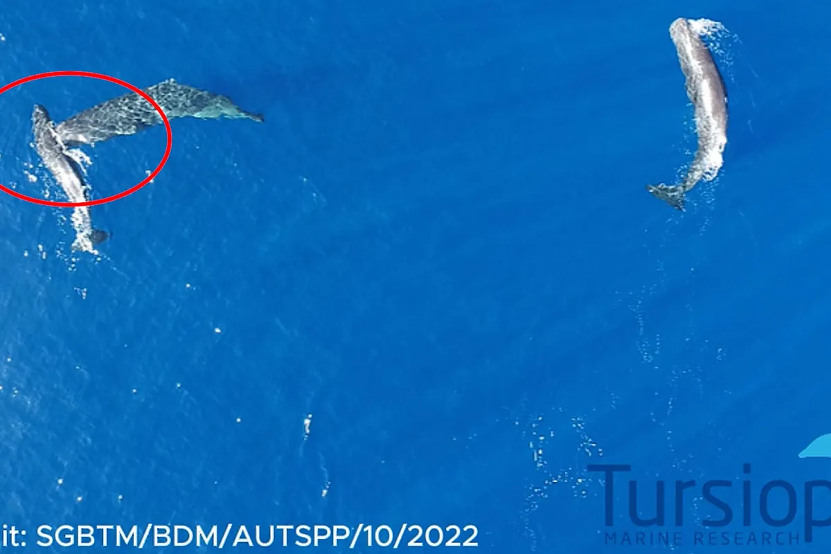 Graban por primera vez a unos cachalotes dándose cabezazos: el ataque que inspiró Moby Dick es real