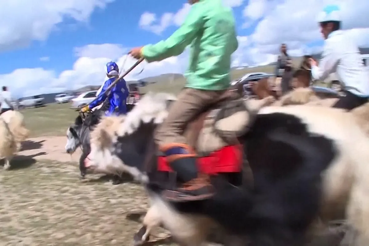 Las curiosas carreras a lomos de los "yaks" que se celebran en una zona remota de Siberia