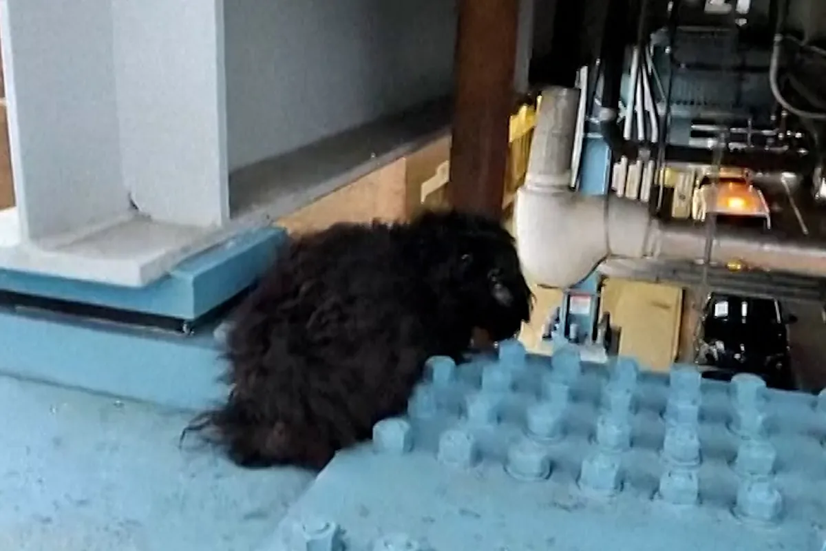 Rescatan un perro atrapado a una altura de 12 metros en una estación de tren