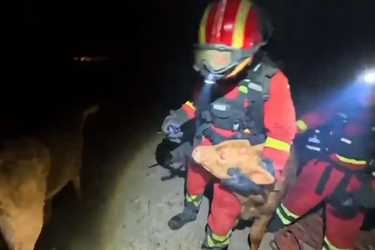 La UME rescata a ganado atrapado por las llamas
