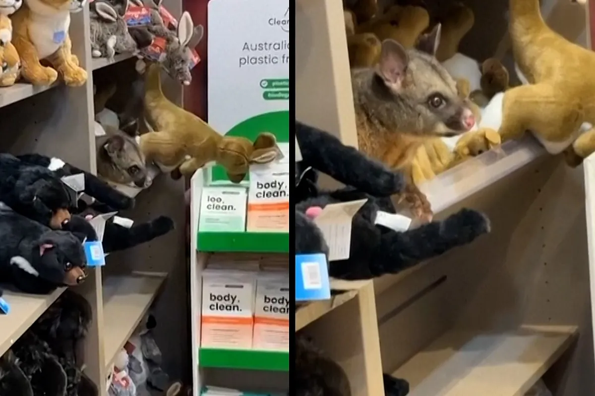 Una zarigüeya real aparece entre peluches en una tienda