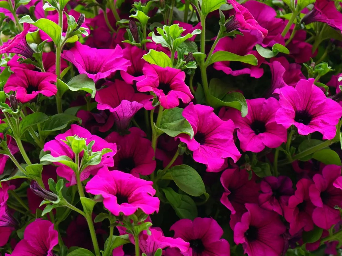 Adiós a esperar mucho: 9 plantas de crecimiento rápido para crear un jardín en poco tiempo