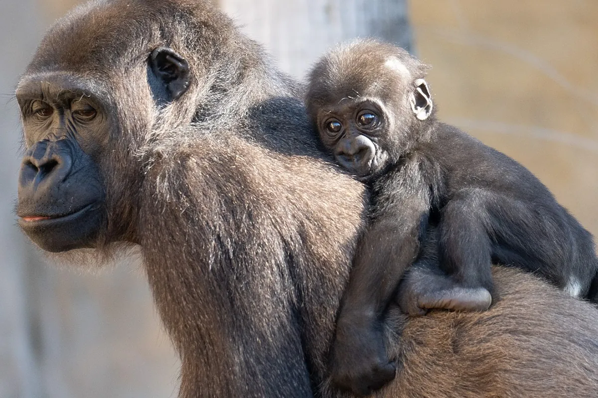 Ernie da sus primeros pasos en Fuengirola: la esperanza para su especie en peligro