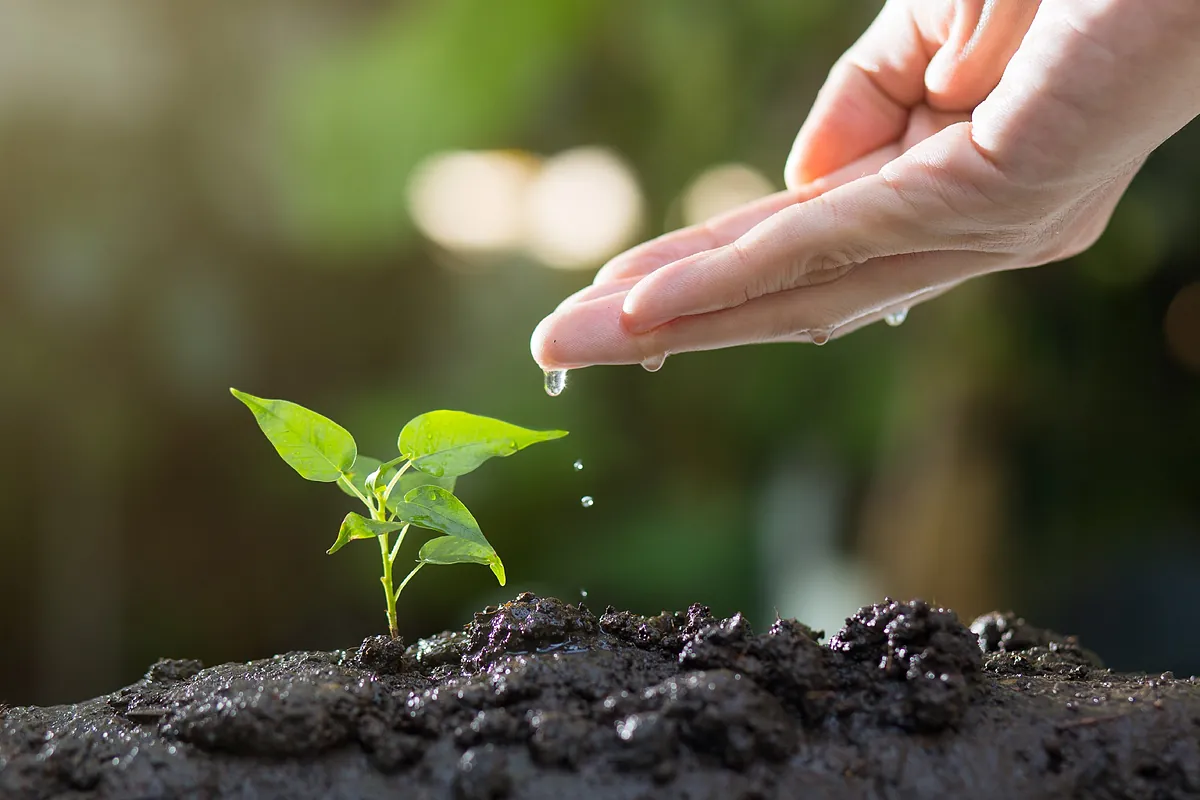 Qué plantar en junio de 2026: cultivos, plantas y flores para huerto y jardín