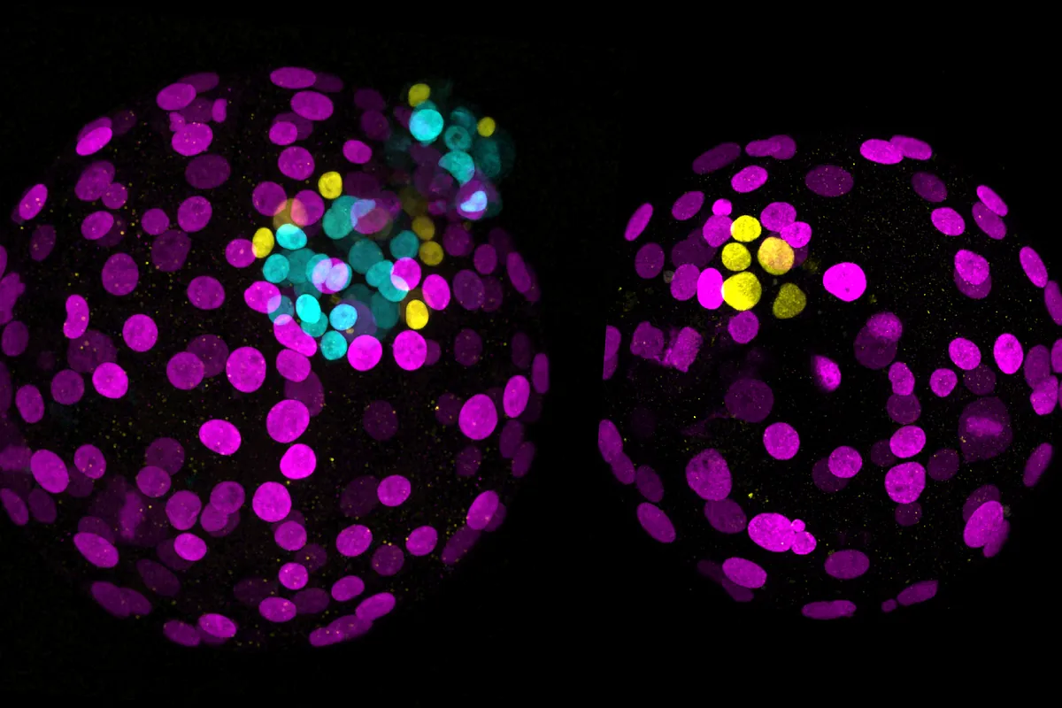CRISPR, ikinci nesil 'kes ve yapıştır': embriyonik gelişimi incelemek için yeni bir yol