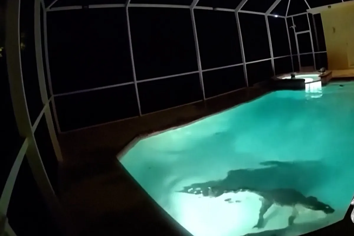 Un caimán de 3 metros se cuela en la piscina de una casa familiar en Florida