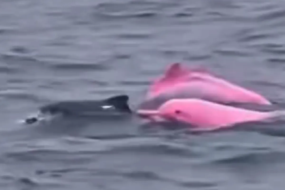 Delfines rosados en aguas tailandesas: lo que revela el avistamiento de algunos ejemplares de 'Sousa chinensis'
