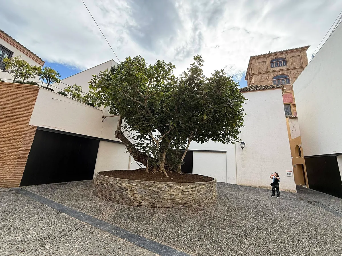 La plaza secreta del centro de Málaga que esconde una higuera centenaria junto a un famoso museo y un restaurante con estrella Michelin
