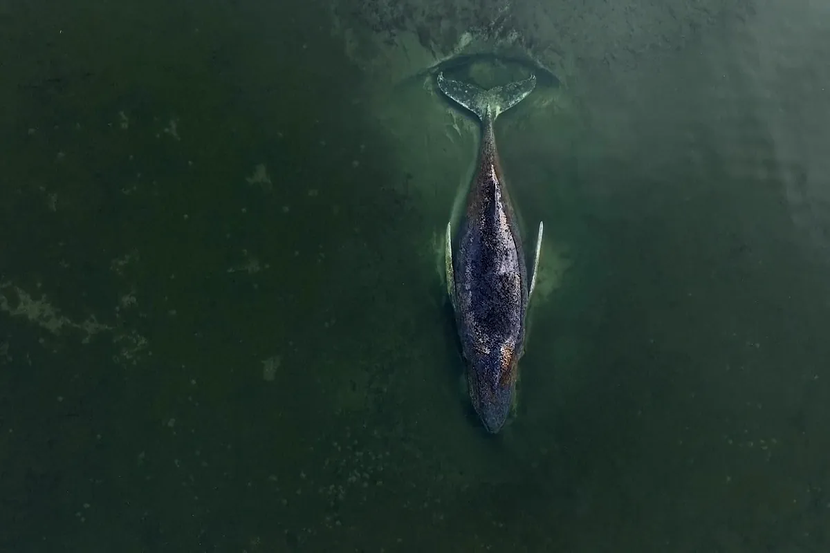 'Timmy', la ballena varada en el mar Báltico que toda Alemania espera que se salve