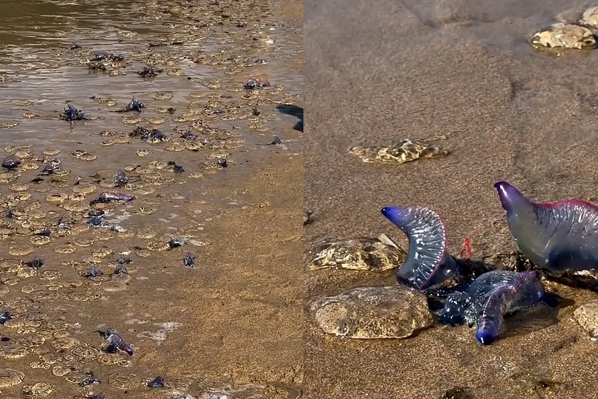 Las carabelas portuguesas invaden muchas playas del País Vasco
