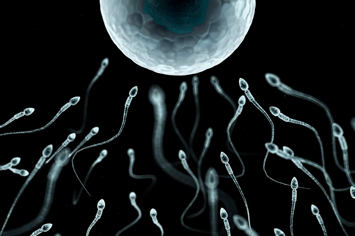 La ciencia recomienda una eyaculación diaria para evitar el daño genético de los espermatozoides