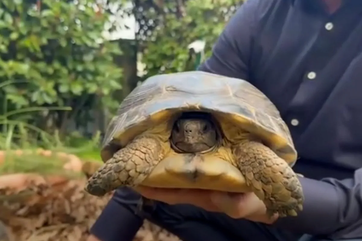 El hombre con 400 tortugas en el jardín: "Por la mañana las saludo una a una mirándolas a los ojos"