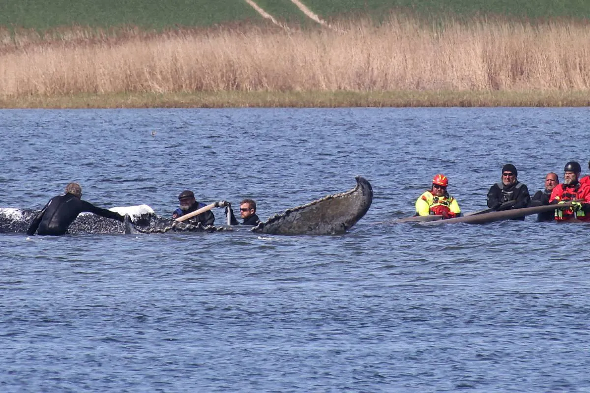 Hallan muerta a la ballena rescatada tras permanecer varada en la costa alemana dos meses