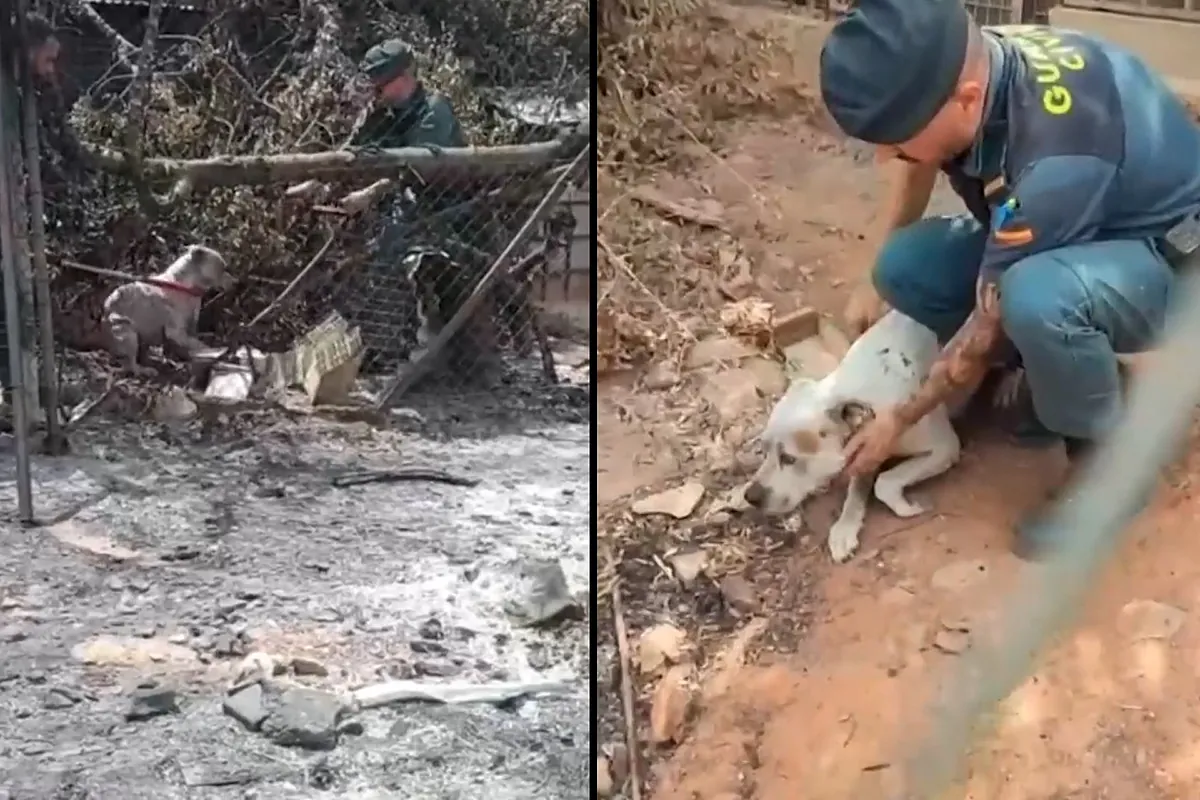 Encuentran a un perro atrapado entre hierros en Los Gallardos