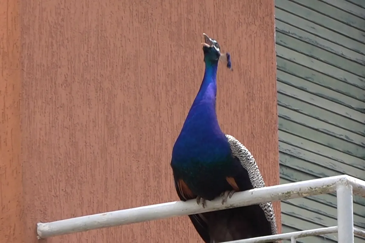 ¿Por qué más de un centenar de pavos reales han invadido este pueblo de Italia?