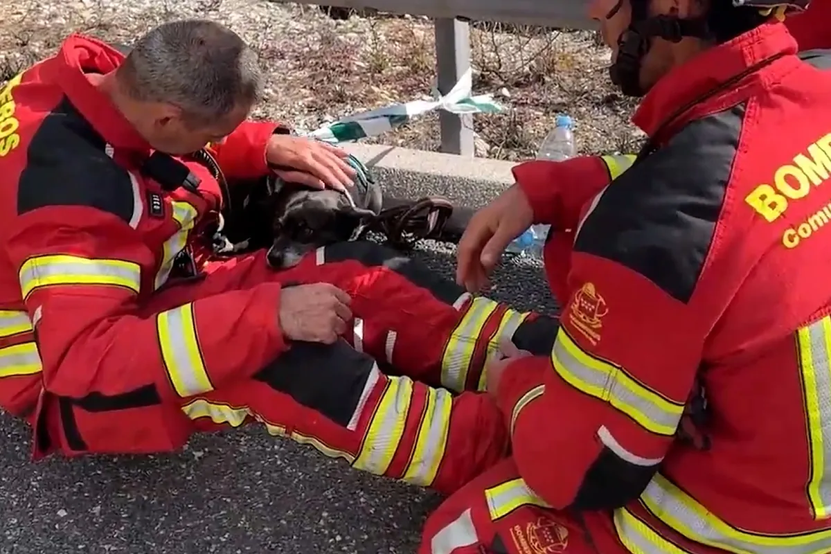 Un bombero tranquiliza al perro del matrimonio gravemente herido en el accidente de las AP-6