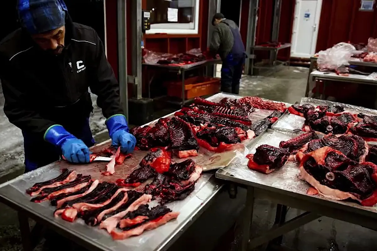 Dentro de una lonja en Groenlandia: foca, ballena, oso polar o aves marinas