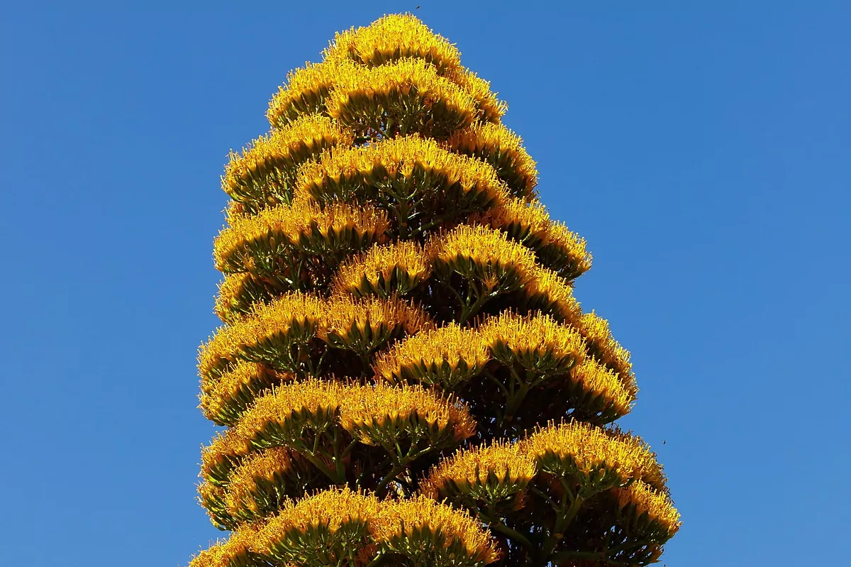 tequila blaue weber agave Blue Agave main image 1