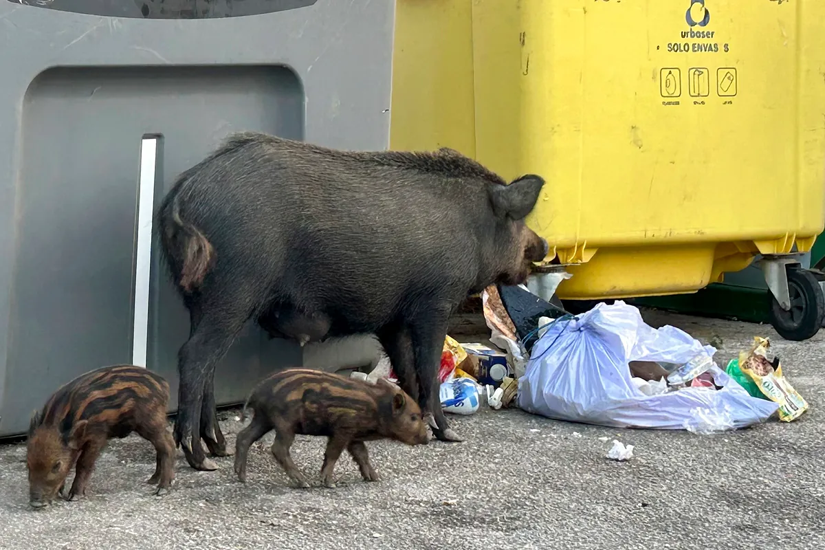 Accidentes de tráfico y ruina ganadera, los otros riesgos de la gran invasión jabalí: Las presiones animalistas contra la caza han derivado en una falta de control