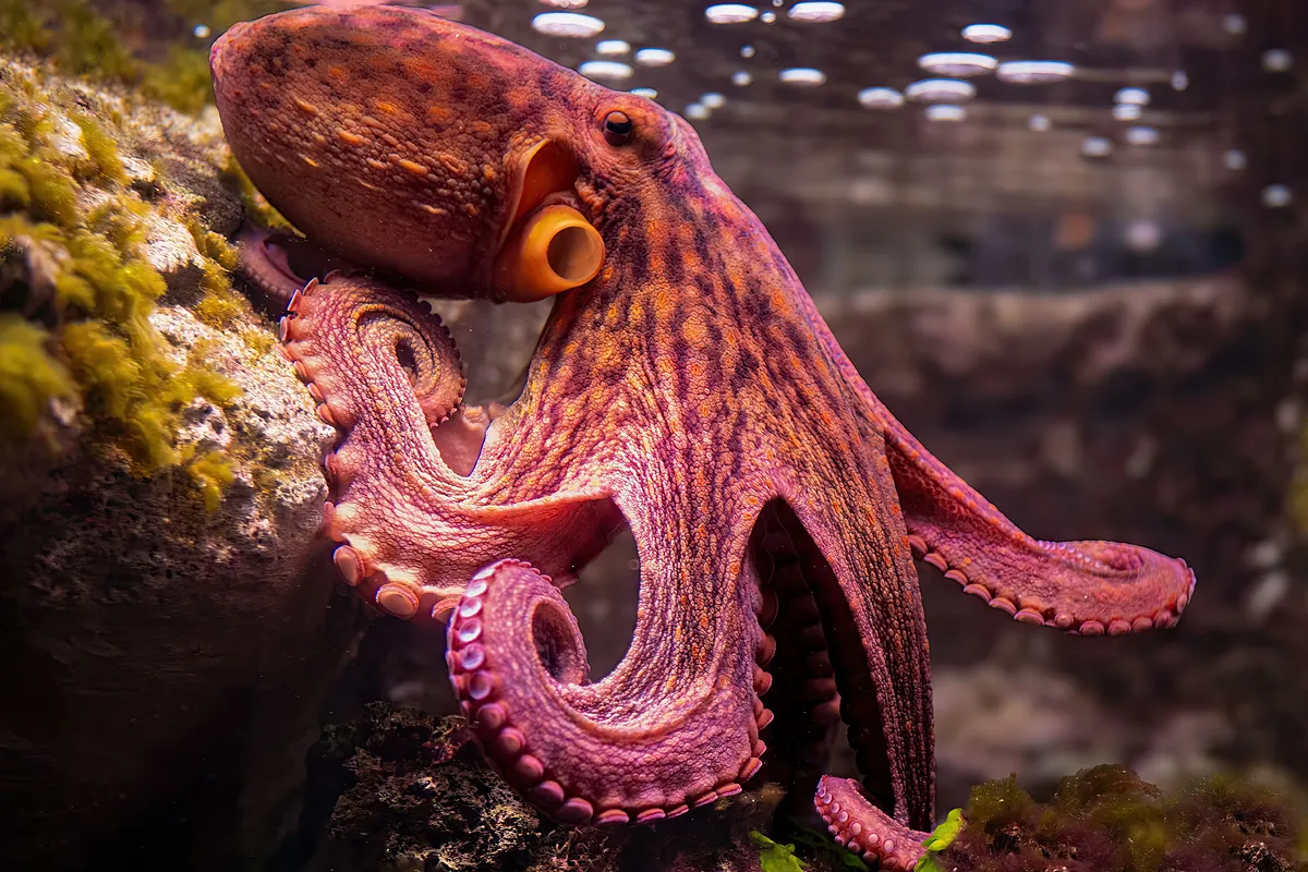 El kraken ya no es un mito: pulpos inteligentes del tamaño de autobuses dominaron los océanos prehistóricos