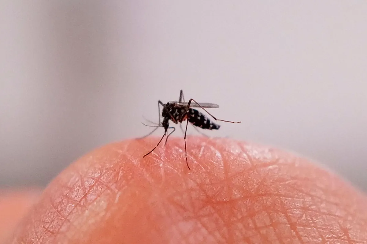 Cómo mantener los mosquitos a raya con remedios naturales: tres consejos para un verano sin picaduras
