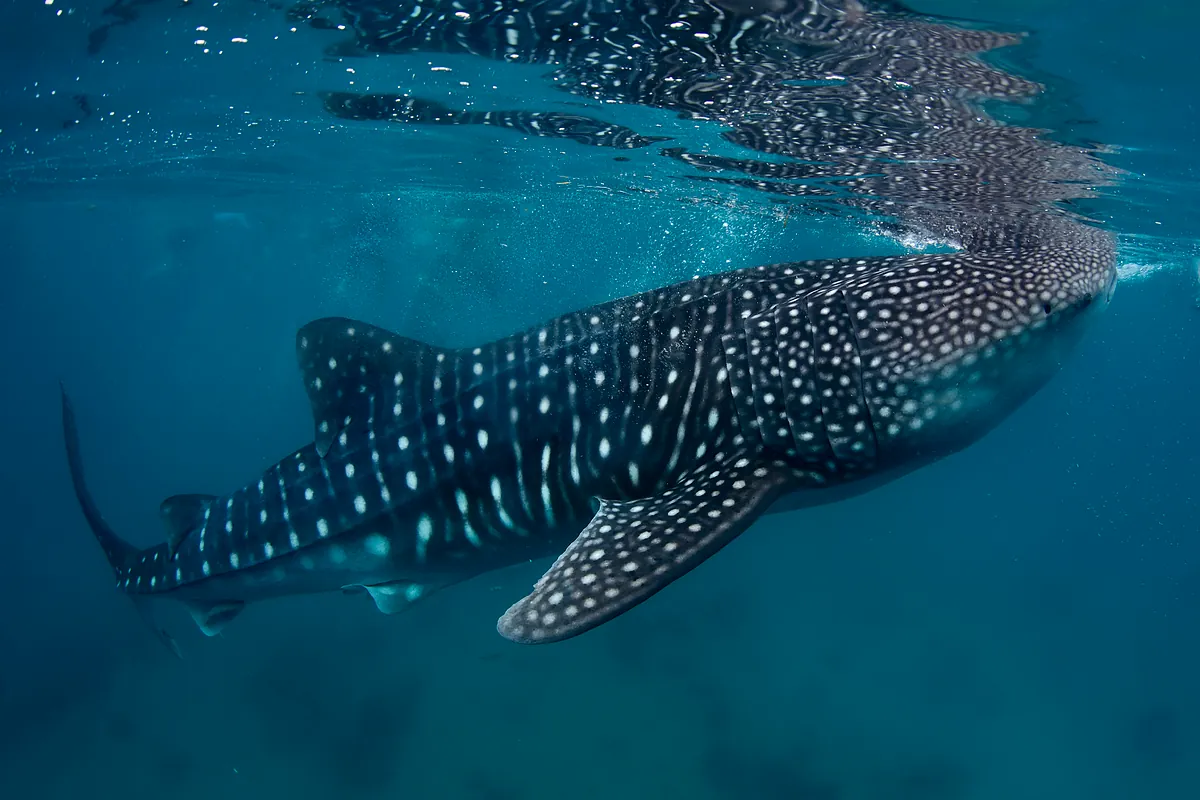 El tiburón ballena y otros peces de aguas cálidas se mudan al Estrecho de Gibraltar por la tropicalización del mar