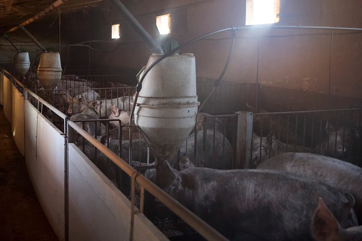 Los ganaderos cifran en 154 millones de euros las pérdidas por el brote de peste porcina africana de Barcelona en solo un mes