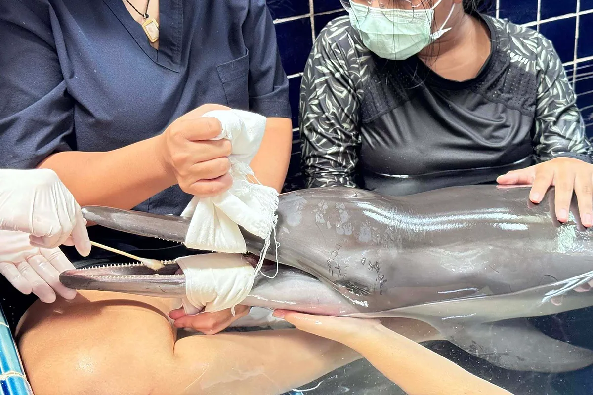 Tailandia busca voluntarios para cuidar a la "pequeña Blancanieves", un delfín hallado herido en una playa