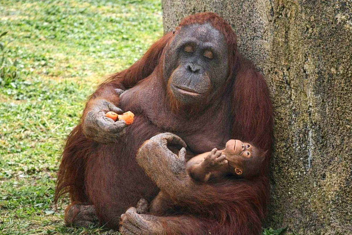 El nuevo inquilino del zoo, una ruta de torreznos y ginebra y el festival Ilustraweek, entre los planes de la semana