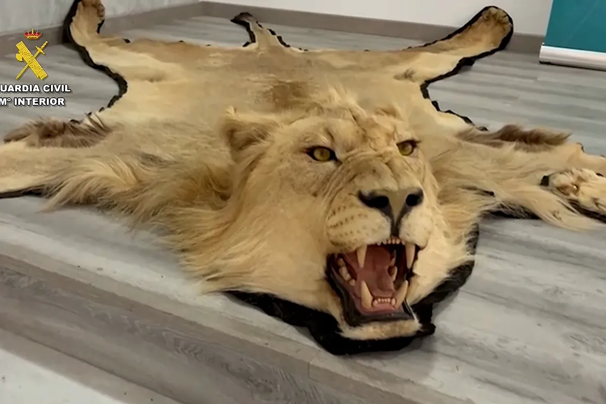 Vendía pieles ilegales de león en Almería en una conocida plataforma de compraventa
