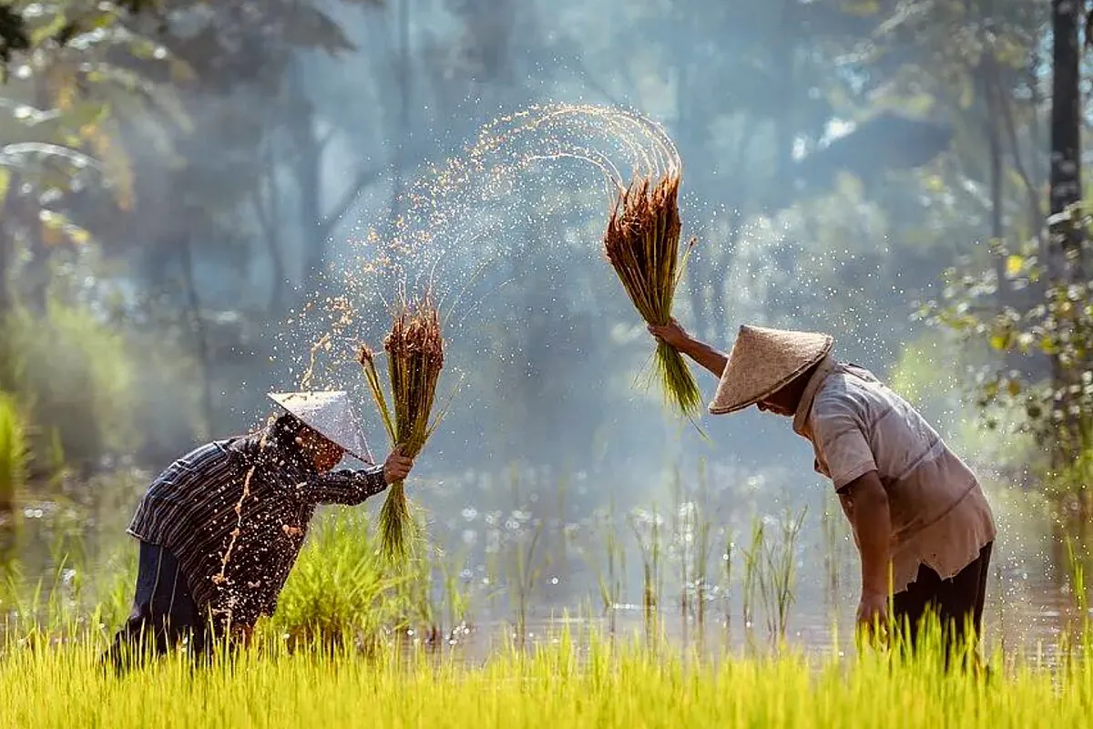 La crisis en Ormuz golpea al Mekong: al borde de una crisis histórica de arroz