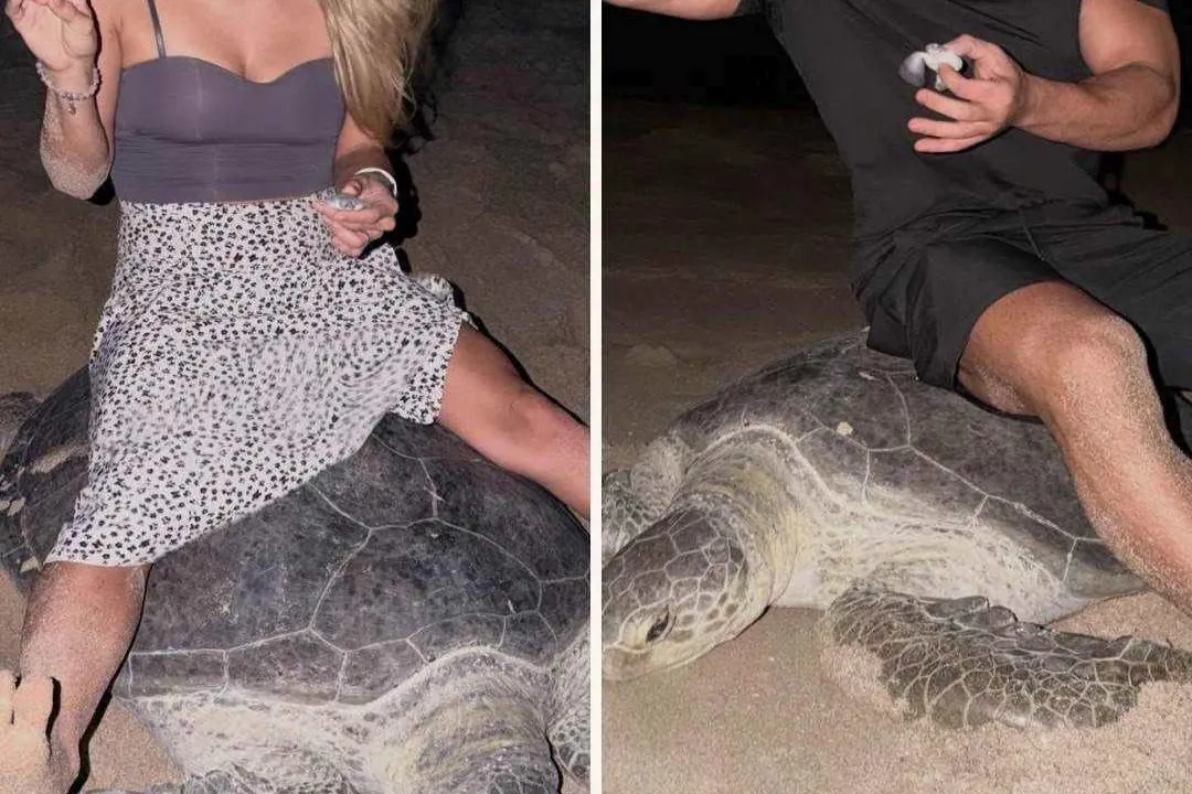 Two tourists fined in Oman for climbing sea turtles