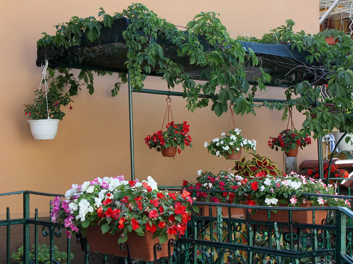 Cómo eliminar la mosca blanca de tus plantas: 7 trucos y consejos para acabar y prevenir esta plaga