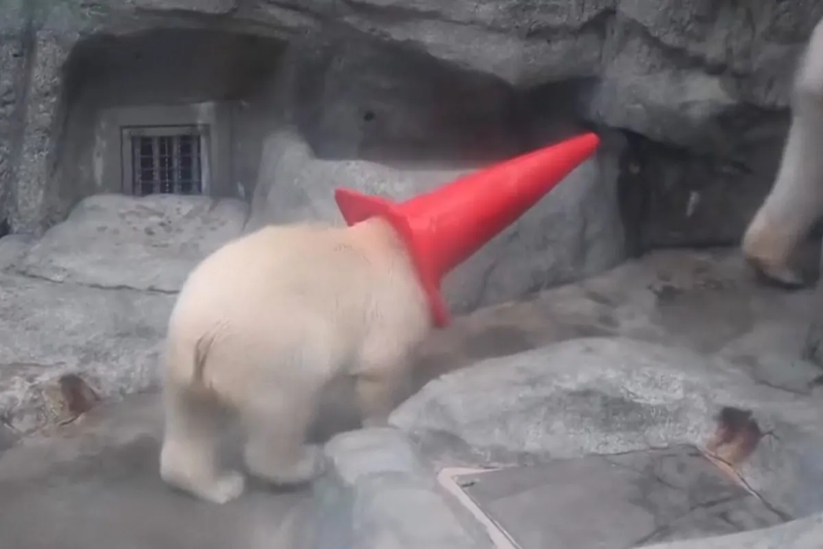 Una cría de oso polar se vuelve viral por su peculiar afición a los conos de tráfico