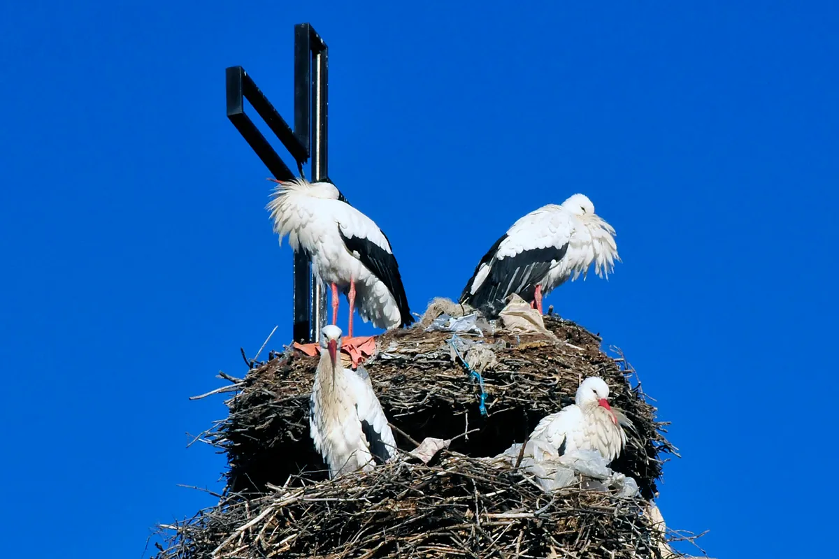 Las cigüeñas madrileñas mantienen su población gracias a los vertederos