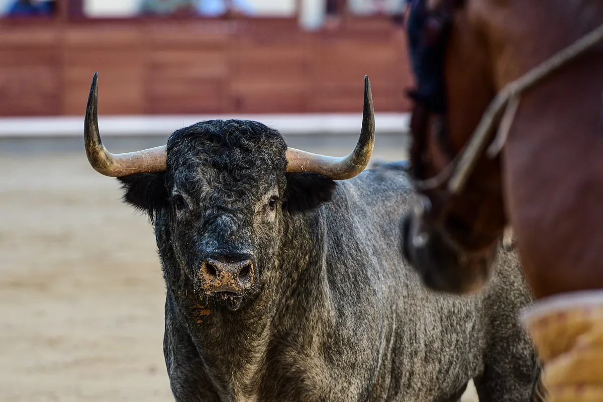 Plaza 1 define el mes de septiembre en Las Ventas con dos desafíos ganaderos, una corrida concurso y una novillada