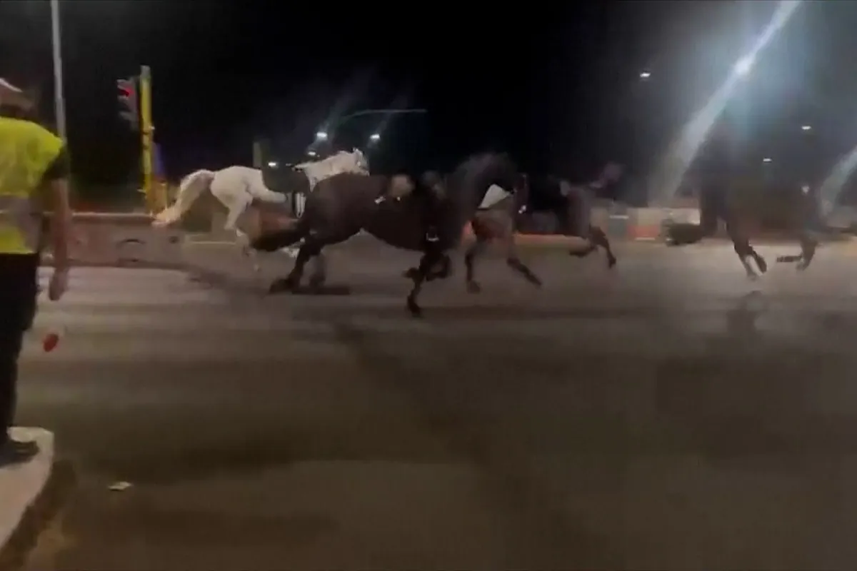 30 caballos corren sin control por una avenida de Roma y hieren a tres personas