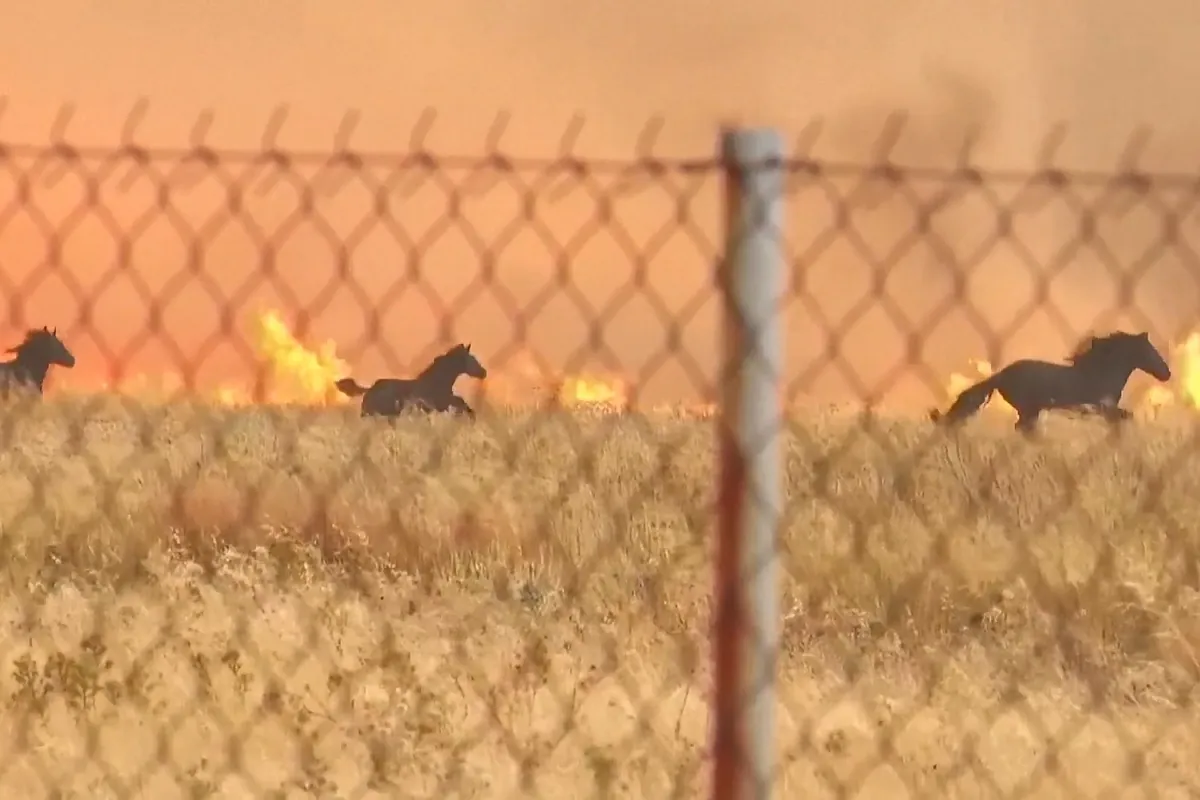 Unos caballos huyen desesperadamente de las llamas en Grecia