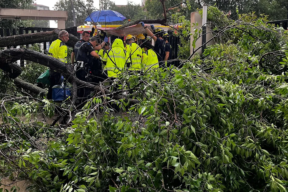 Una mujer herida grave tras caerle un árbol mientras salía de su portal en Madrid | Madrid