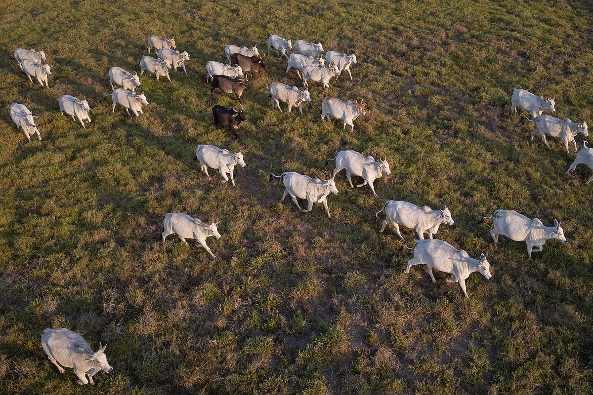 Bruselas veta las importaciones de carne de Brasil cuatro meses después del acuerdo de libre comercio con Mercosur