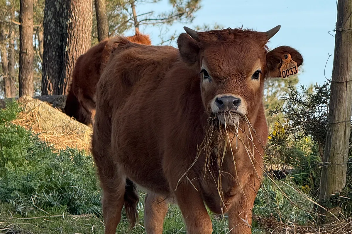Así funciona el 'semáforo' de Provacuno, la nueva aplicación que busca reinventar el campo español en la lucha por la sostenibilidad