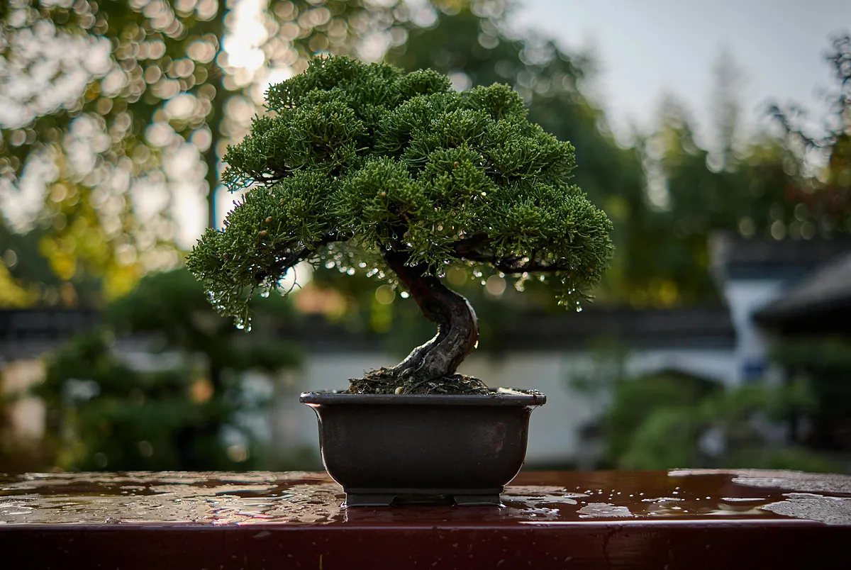 grow light for bonsai Timing Dimming Plant Grow Light for Succulents & Bonsai – Ironsmith Lighting