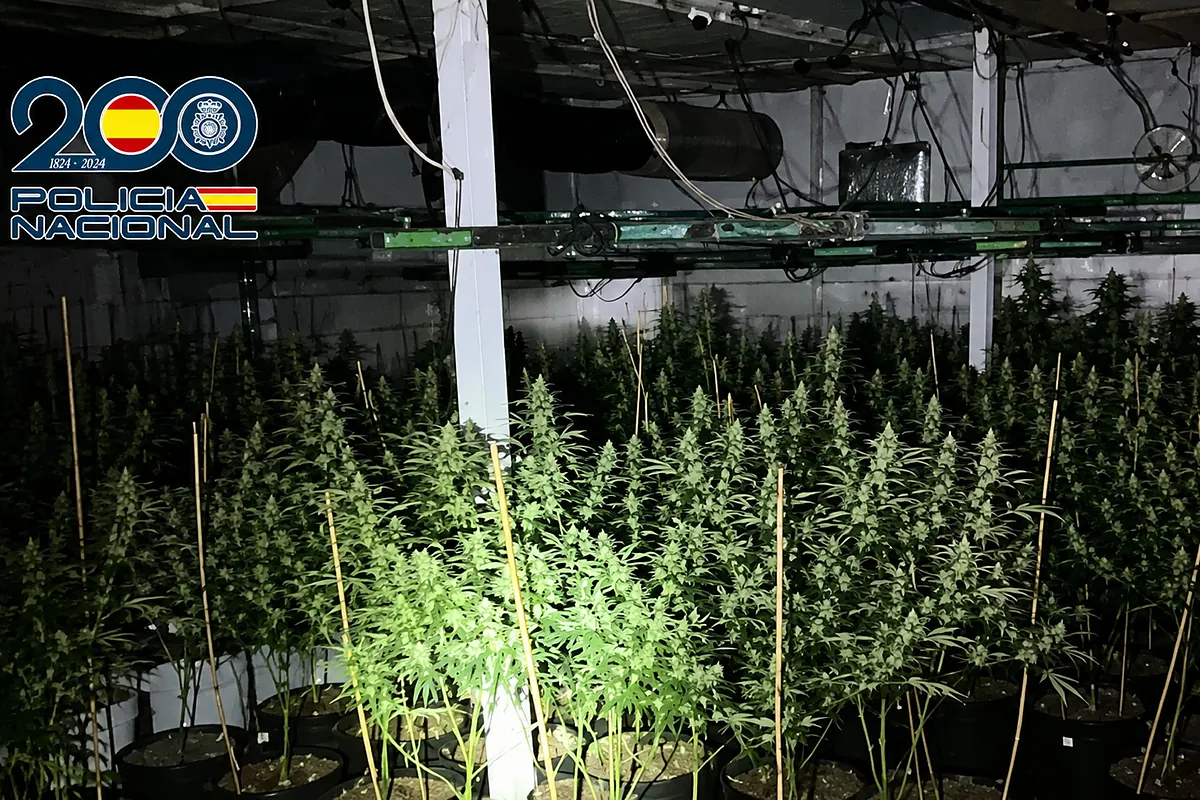 La denuncia de un trabajador explotado destapa una plantación de marihuana indoor en Usera: hay cinco detenidos