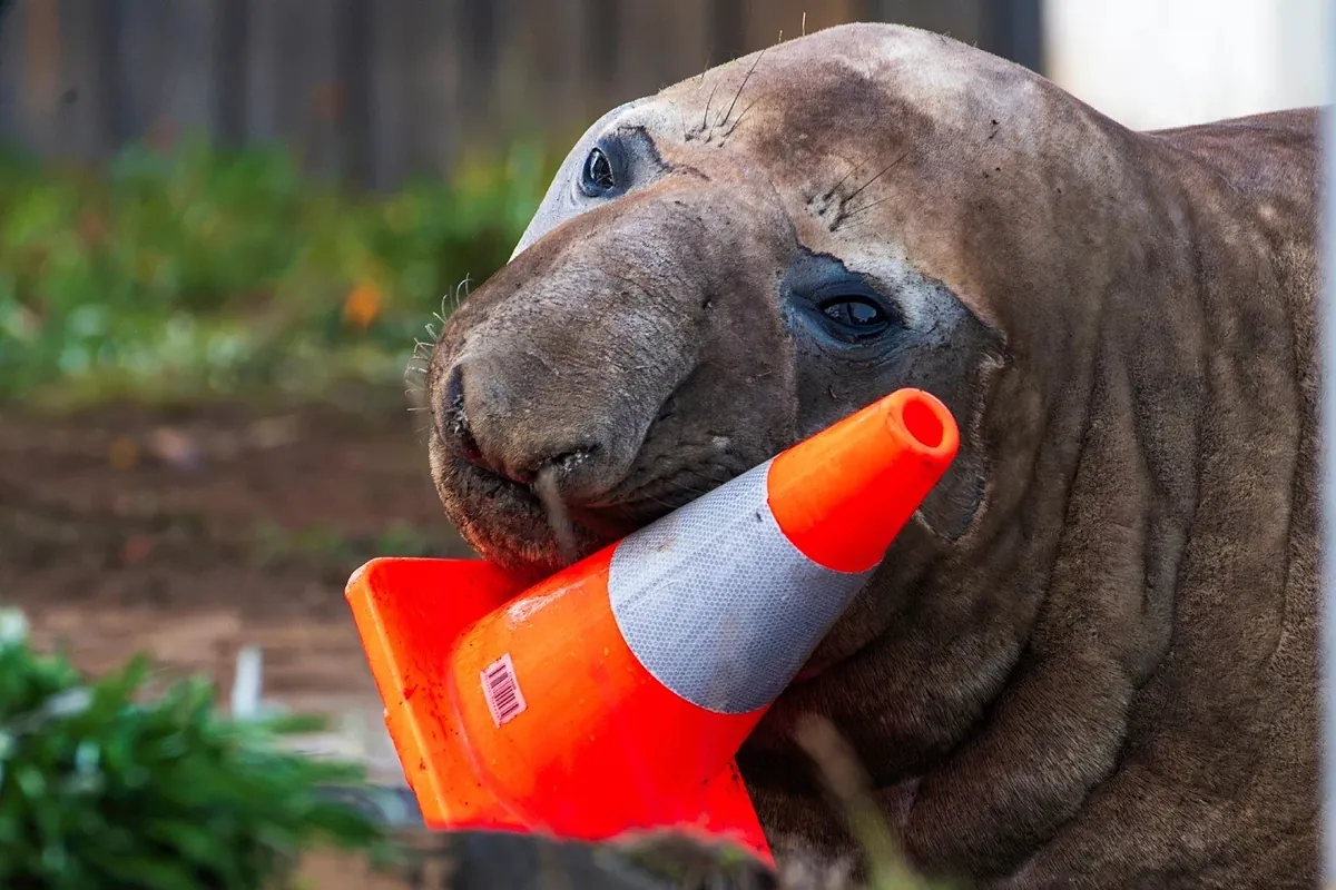 Neil, la foca viral con más de 1,5 millones de seguidores en TikTok que se dedica a destrozar cosas: "No le gustan las señales de tráfico"