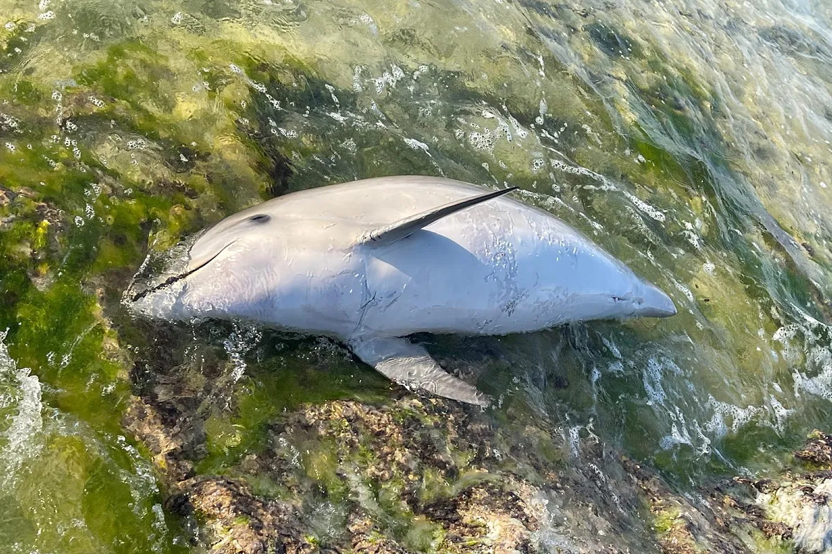 Hallan en Menorca un delfín con la aleta mutilada de forma intencionada