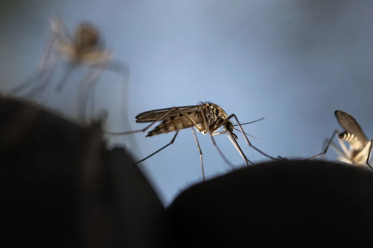 El motivo por el que Google quiere liberar 32 millones de mosquitos en Estados Unidos: podría cambiar el ecosistema