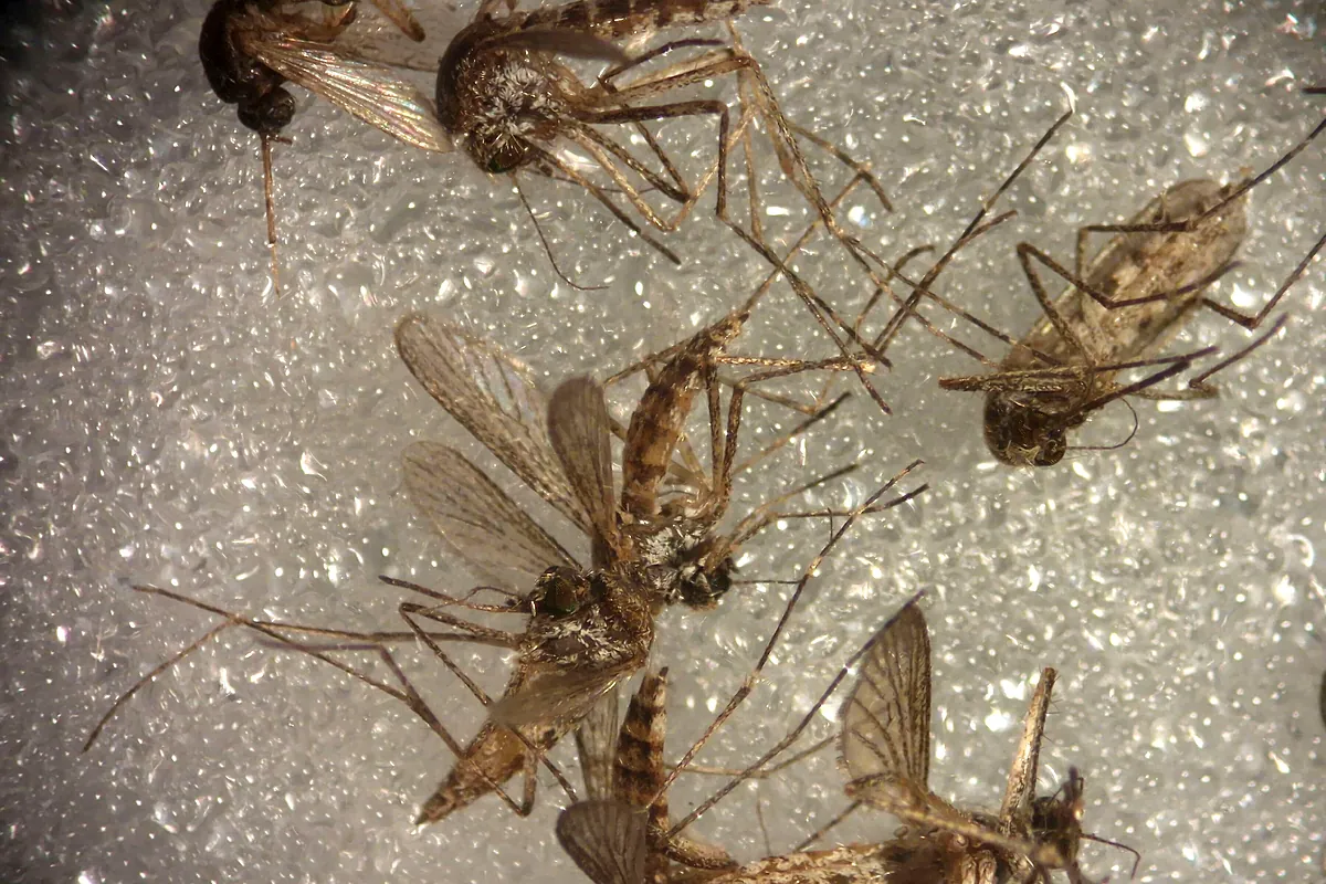 Andalucía eleva a 38 los casos de virus del Nilo tras sumar tres positivos en Sevilla, uno de ellos grave