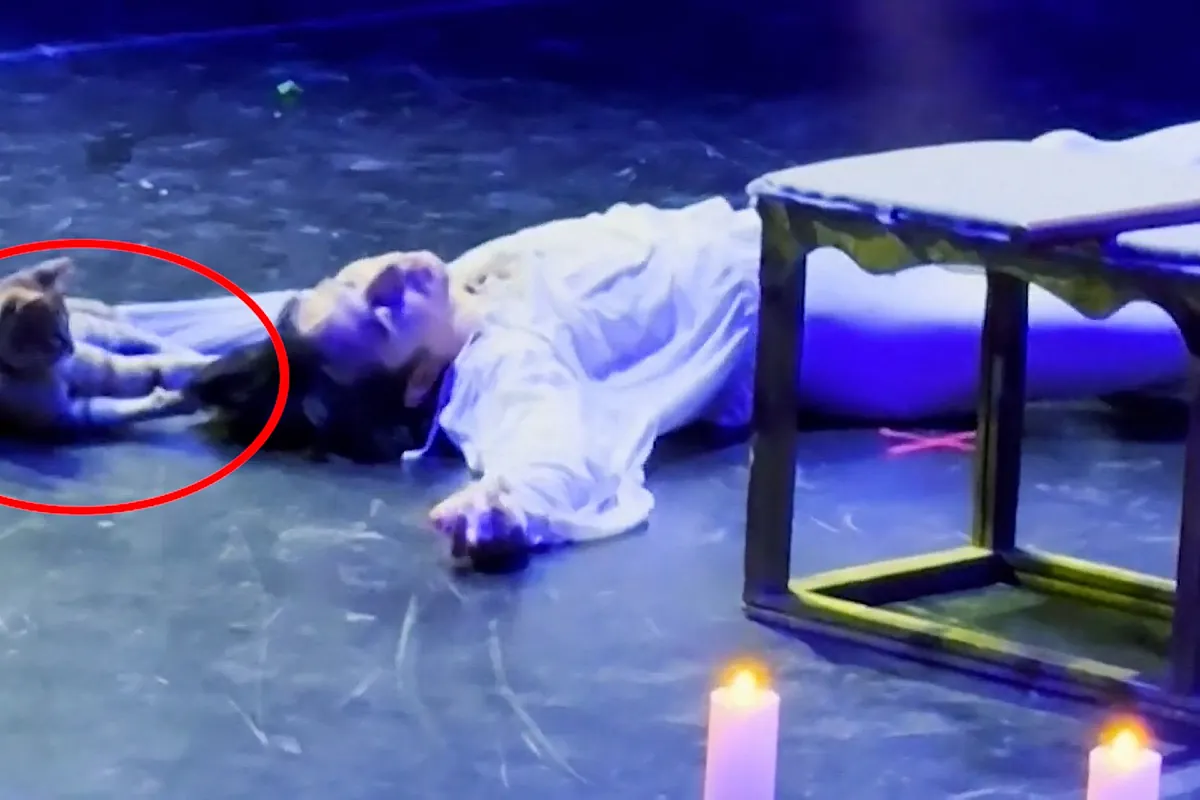 Se cuela un gato en el escenario y destroza la escena final de Romeo y Julieta