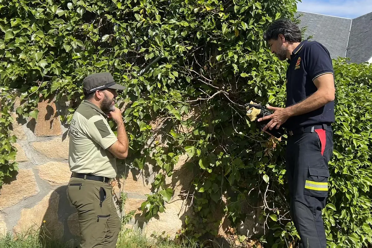 La Comunidad de Madrid promueve la retirada de las arizónicas en los jardines por especies con menor riesgo de incendio