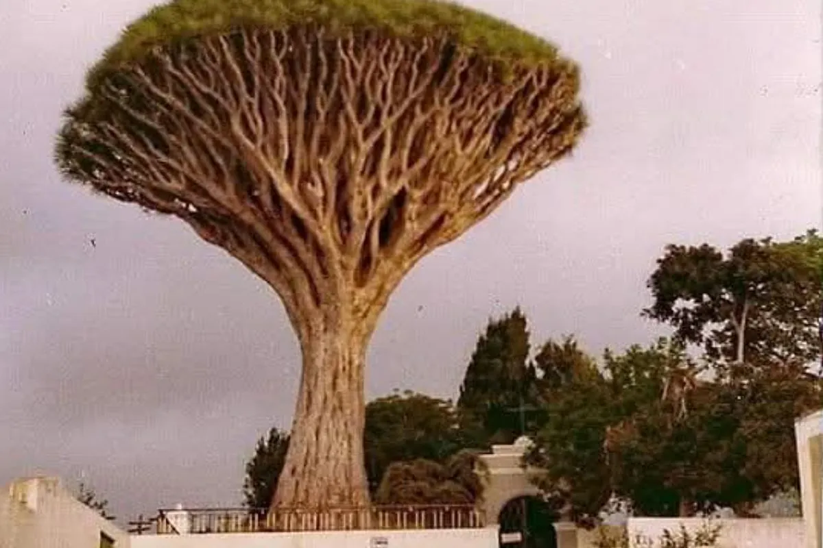 Cae un ejemplar de drago de más de 200 años en Los Realejos, Tenerife, por las lluvias y el viento